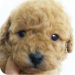 トイプードル アプリコット オス 子犬販売の専門店 AngelWan 横浜 神奈川