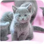 ロシアンブルー　ブリーダー子犬販売専門店　Angel wan　横浜