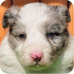 ボーダーコリー　ブルーマール　オス　子犬販売の専門店　AngelWan　横浜