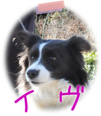 ボーダーコリー　ブリーダー子犬販売専門店　Angel Wan　横浜