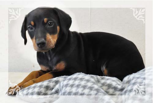 ドーベルマン　ブリーダー子犬販売専門店　Angel Wan 東京　神奈川　千葉