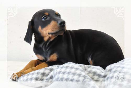 ドーベルマン　ブリーダー子犬販売専門店　Angel Wan 東京　神奈川　千葉