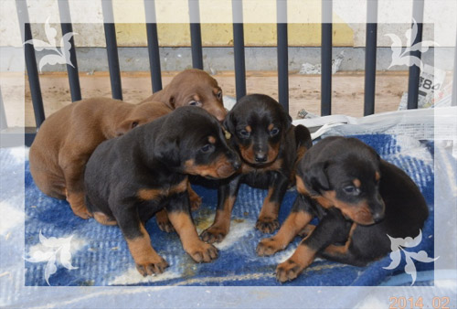 ドーベルマン　ブリーダー子犬販売専門店　Angel Wan 東京　神奈川　千葉