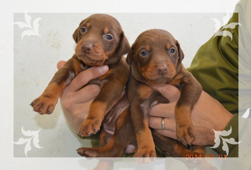 ドーベルマン　ブリーダー子犬販売専門店　Angel Wan 東京　神奈川　千葉