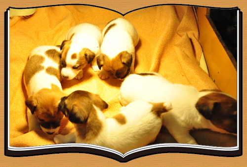 ジャックラッセルテリア ブリーダー子犬販売専門店 Angel Wan 東京 神奈川 千葉