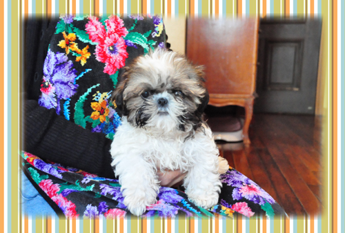 シーズー ブリーダー子犬販売専門店 Angel Wan 東京 神奈川 千葉