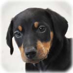 ドーベルマン　ブリーダー子犬販売専門店　Angel Wan　横浜