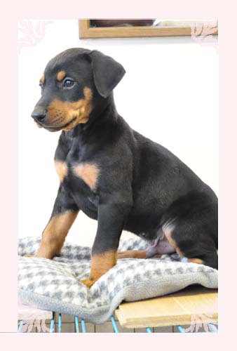 ドーベルマン　ブリーダー子犬販売専門店　Angel Wan 東京　神奈川　千葉