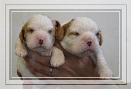 キャバリアキングチャールズスパニエル ブレンハイム 男の子 (♂)/女の子 (♀) キャバリアキングチャールズスパニエル ブリーダー子犬販売専門店 Angel Wan 東京 神奈川 千葉