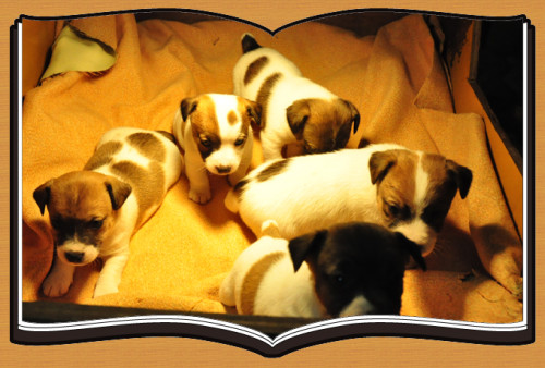 ジャックラッセルテリア ブリーダー子犬販売専門店 Angel Wan 横浜