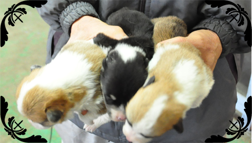 ウェルシュコーギーペンブローク　ブリーダー子犬販売専門店　Angel Wan 東京　神奈川　千葉