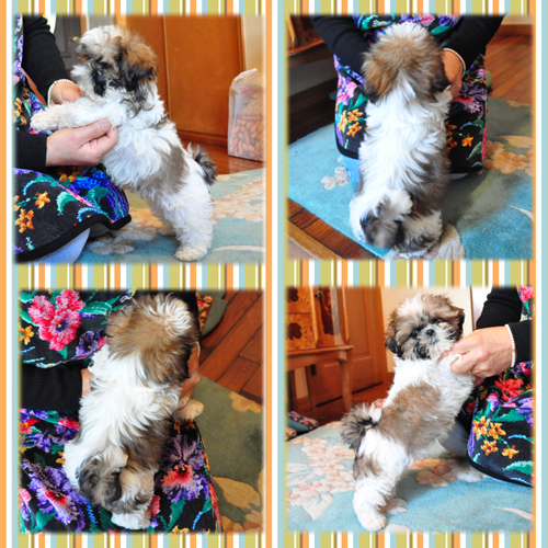 シーズー ブリーダー子犬販売専門店 Angel Wan 東京 神奈川 千葉