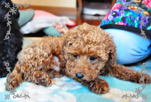 トイプードル　ブリーダー子犬販売専門店　Angel Wan 東京　神奈川　千葉