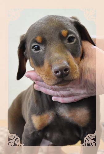 ドーベルマン ブリーダー子犬販売専門店 Angel Wan 東京 神奈川 千葉