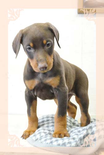 ドーベルマン ブリーダー子犬販売専門店 Angel Wan 東京 神奈川 千葉