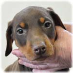 ドーベルマン ブリーダー子犬販売専門店 Angel Wan 横浜