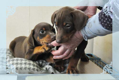 ドーベルマン　ブリーダー子犬販売専門店　Angel Wan 東京　神奈川　千葉