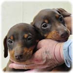 ドーベルマン　ブリーダー子犬販売専門店　Angel Wan　横浜