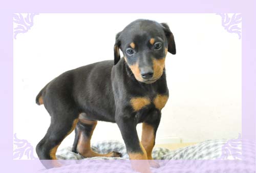 ドーベルマン　ブリーダー子犬販売専門店　Angel Wan 東京　神奈川　千葉