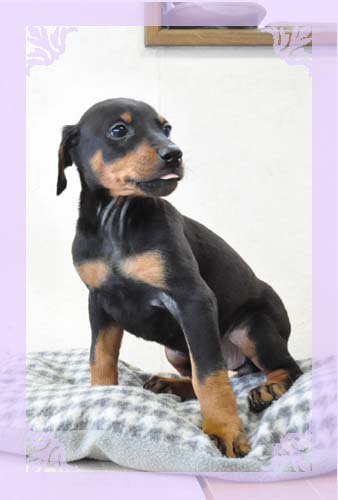 ドーベルマン　ブリーダー子犬販売専門店　Angel Wan 東京　神奈川　千葉