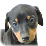 ドーベルマン　ブリーダー子犬販売専門店　Angel Wan　横浜