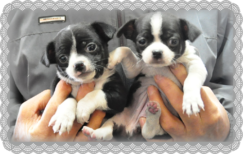 ミックス ブリーダー子犬販売専門店 Angel Wan 東京 神奈川 千葉