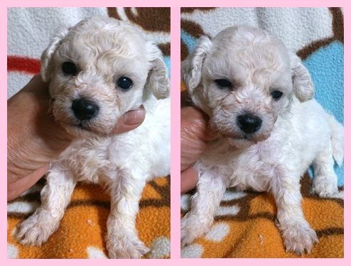 ビションフリーゼ ブリーダー子犬販売専門店　AngelWan 東京　神奈川　千葉