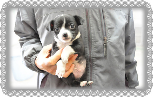 ミックス ブリーダー子犬販売専門店 Angel Wan 東京 神奈川 千葉