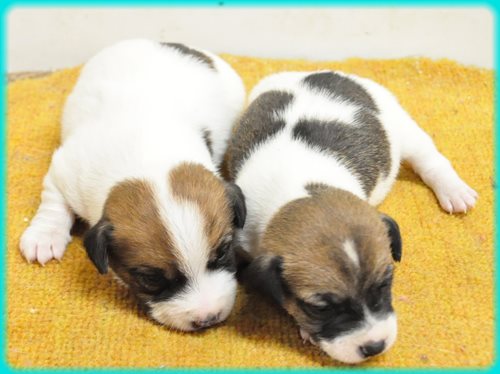 ジャックラッセルテリア ブリーダー子犬販売専門店 AngelWan 東京 神奈川 千葉