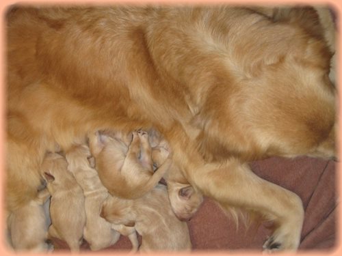 ゴールデンレトリバー ブリーダー子犬販売専門店 AngelWan 東京 神奈川 千葉