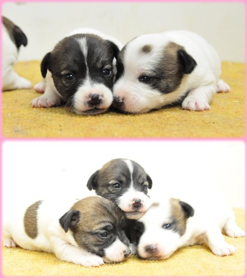 ジャックラッセルテリア ブリーダー子犬販売専門店 AngelWan 東京 神奈川 千葉