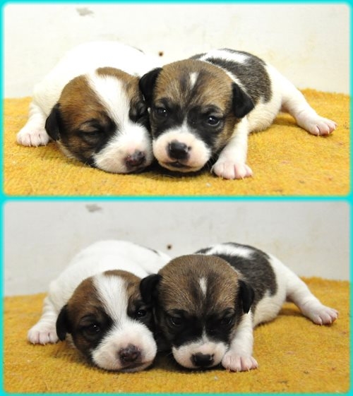 ジャックラッセルテリア ブリーダー子犬販売専門店 AngelWan 東京 神奈川 千葉