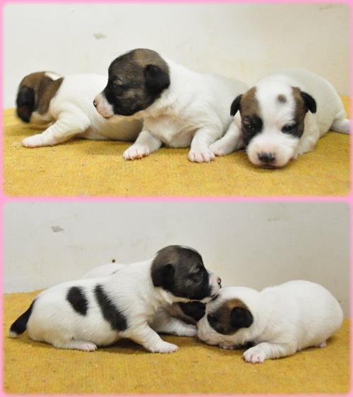 ジャックラッセルテリア ブリーダー子犬販売専門店 AngelWan 東京 神奈川 千葉