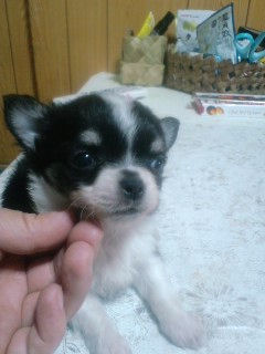 ちわわ　ブリーダー　子犬販売の専門店　AngelWan　横浜