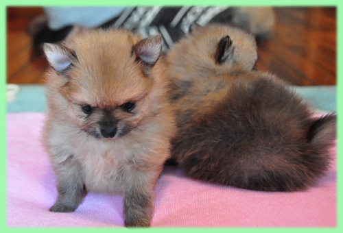 ポメラニアン　オレンジ　子犬販売の専門店　AngelWan　横浜