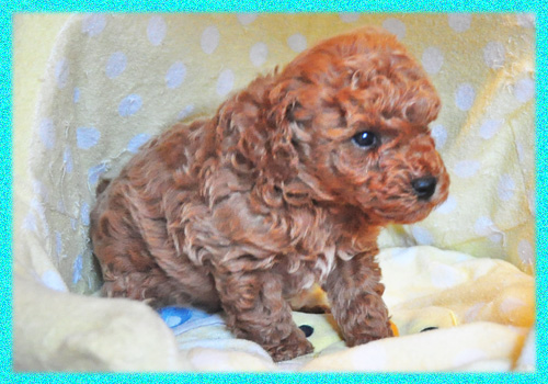 トイプードル レッド オス 子犬販売の専門店 AngelWan 横浜 神奈川