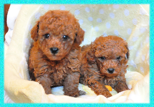 トイプードル　レッド　オス　子犬販売の専門店　AngelWan　横浜　神奈川