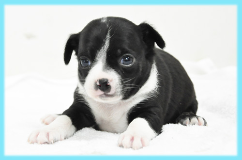 ミックス オス 子犬販売の専門店 AngelWan 横浜