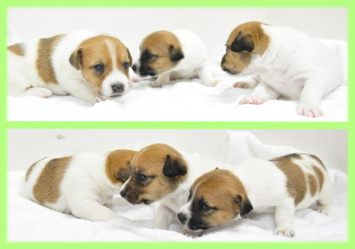 ジャックラッセルテリア　オス　メス　子犬販売の専門店　AngelWan　横浜