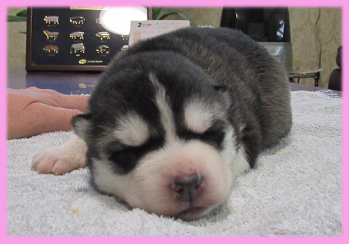 シベリアンハスキー ブラック&ホワイト メス 子犬販売の専門店 AngelWan 横浜