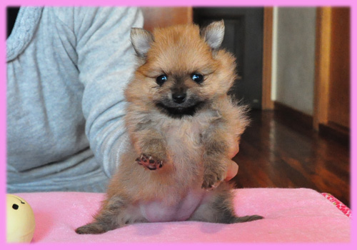 ポメラニアン　メス　オレンジ　子犬販売の専門店　AngelWan　横浜