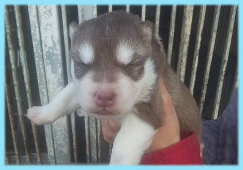 シベリアンハスキー　チョコレート＆ホワイト　オス　子犬販売の専門店　AngelWan　横浜