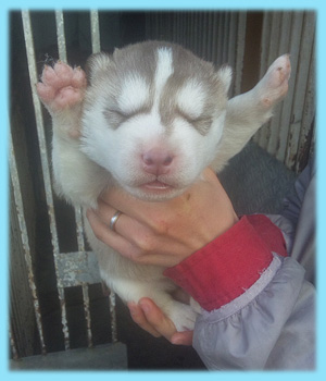 シベリアンハスキー　レッド＆ホワイト　オス　子犬販売の専門店　AngelWan　横浜