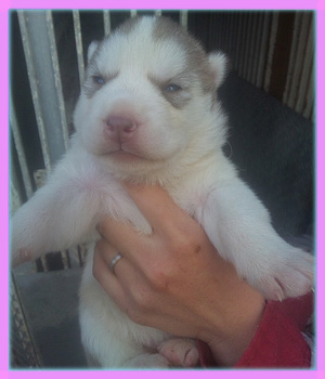 シベリアンハスキー　レッド＆ホワイト　メス　子犬販売の専門店　AngelWan 横浜