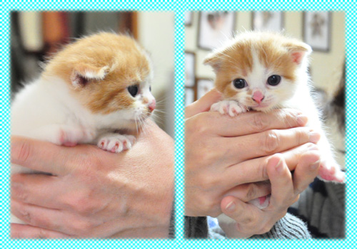 スコティッシュフォールド レッドタビー&ホワイト オス AngelWan 横浜