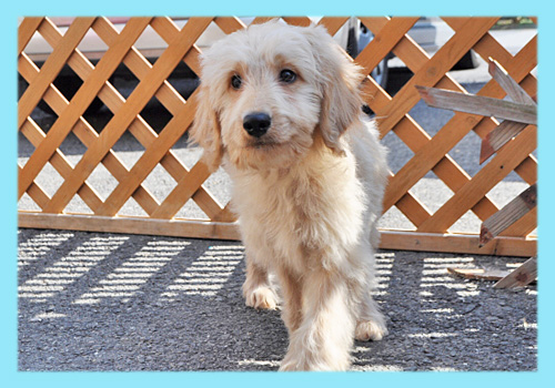 ゴールデンドゥードル　オス　子犬販売の専門店　AngelWan　横浜