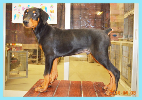 ドーベルマン　オス　子犬販売専門店　AngelWan 　横浜