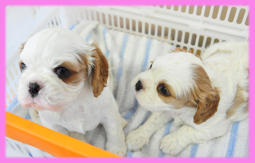 キャバリア メス 子犬販売の専門店 AngelWan 横浜