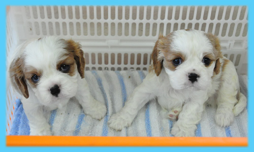 キャバリア　オス　子犬販売の専門店　AngelWan　横浜