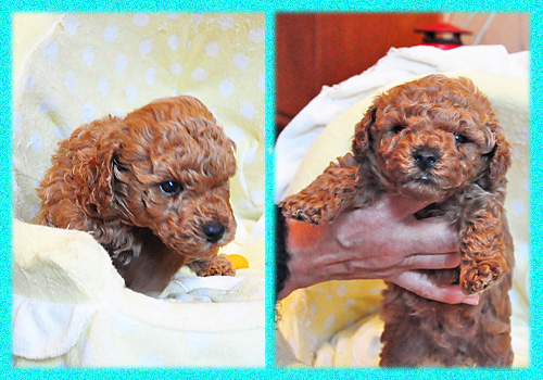 トイプードル レッド オス 子犬販売の専門店 AngelWan 横浜 神奈川